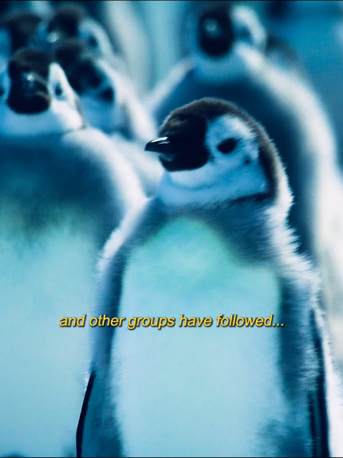 @Animallovers