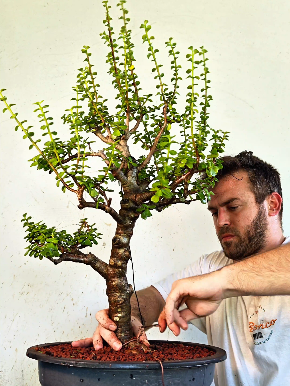 @Bryan Loves Bonsai