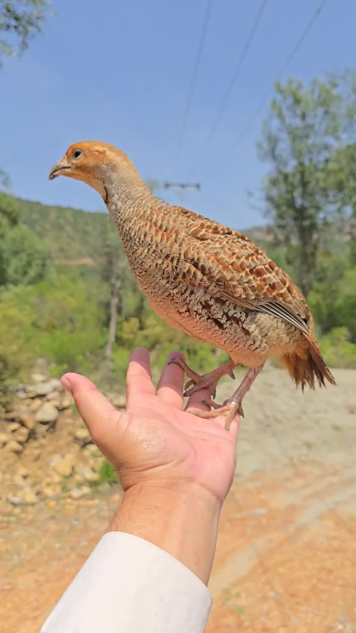 @Birds Lover