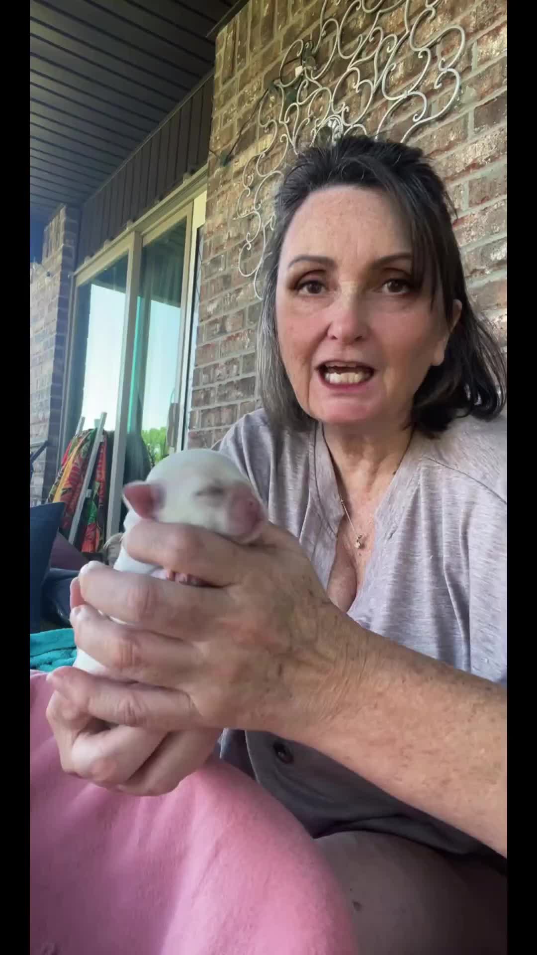 @Twilight Shih Tzu