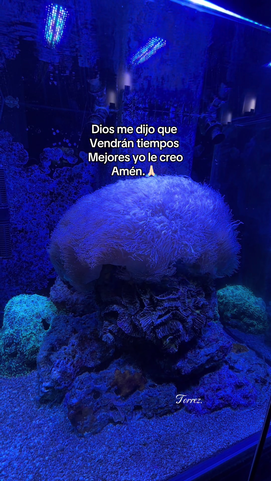 @torrez_0504