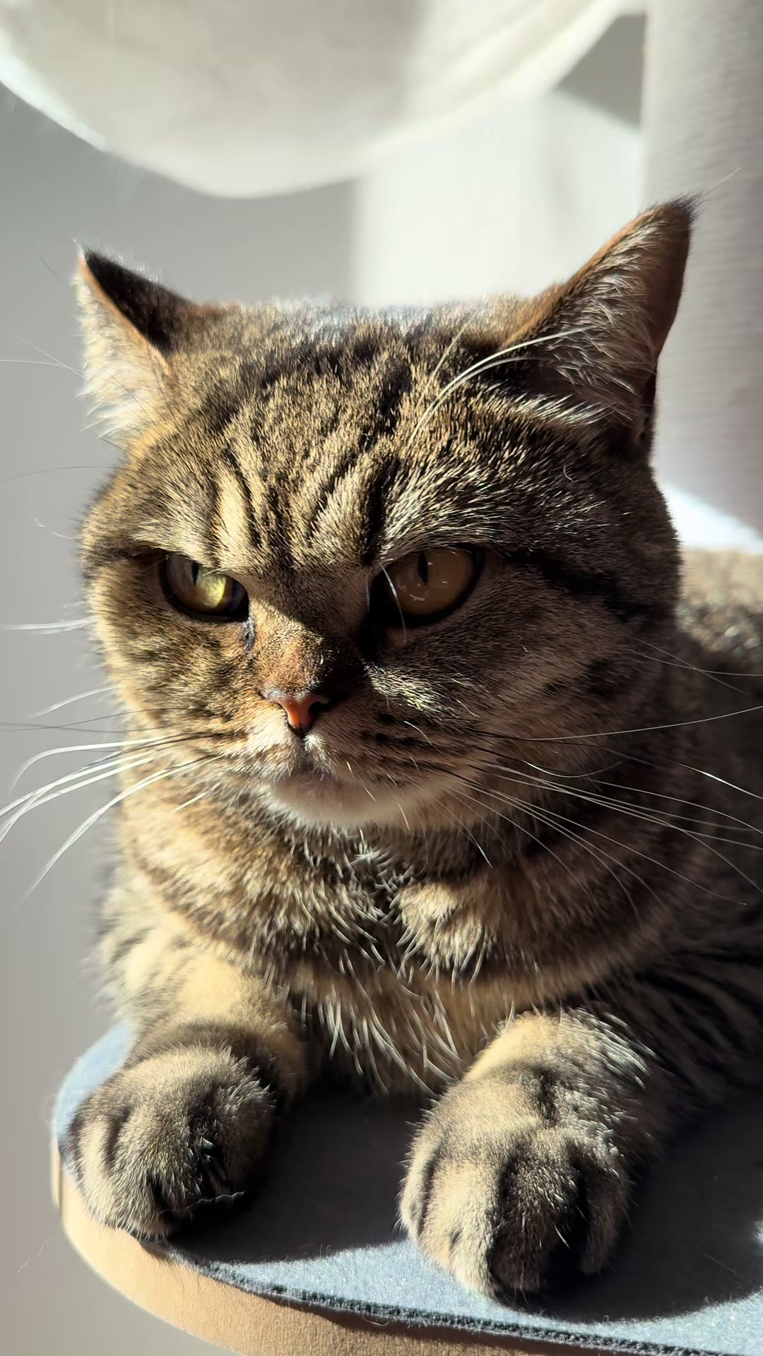 @Sonja_Kitty-Cat
