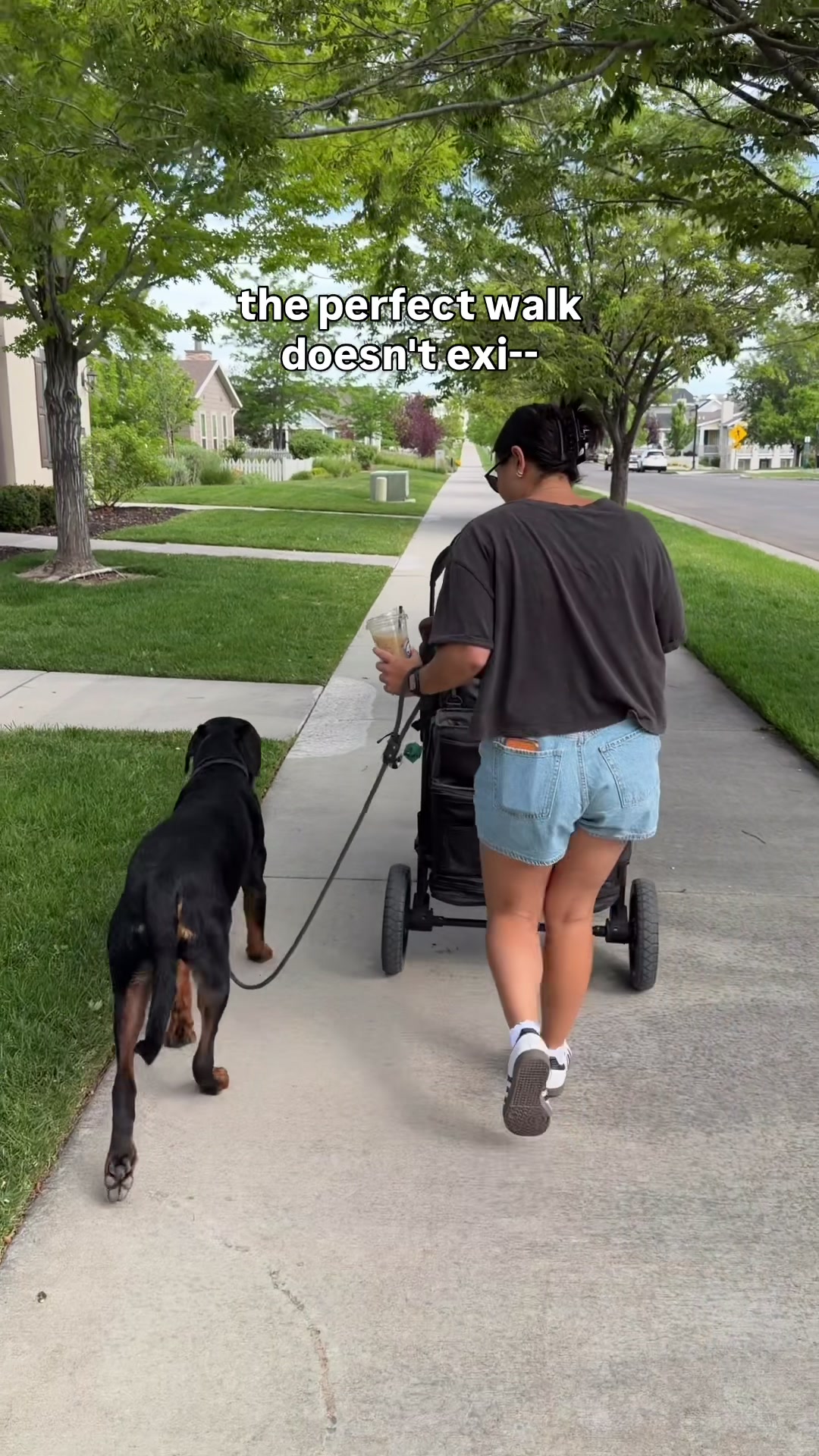 @Rex the Rottweiler