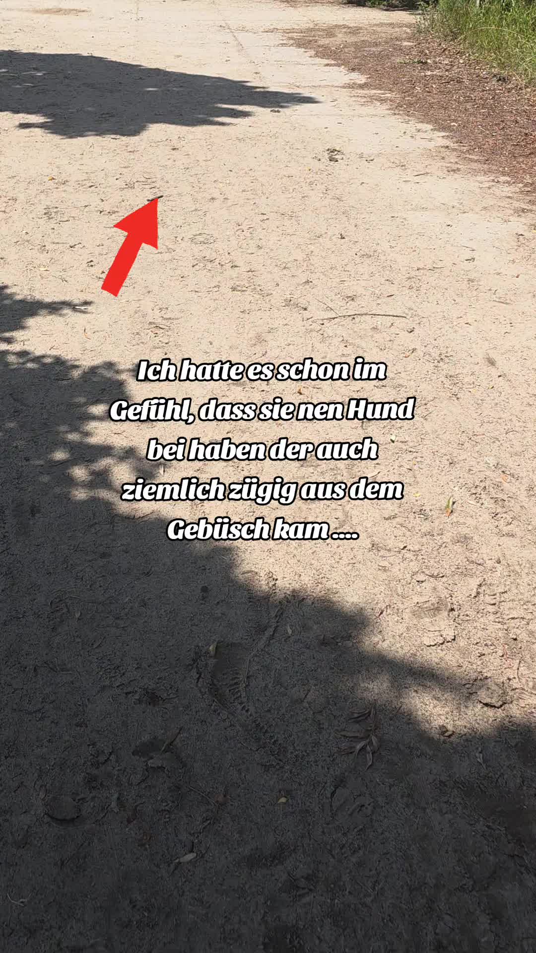 @Staffordshiremix Geschwister🐾