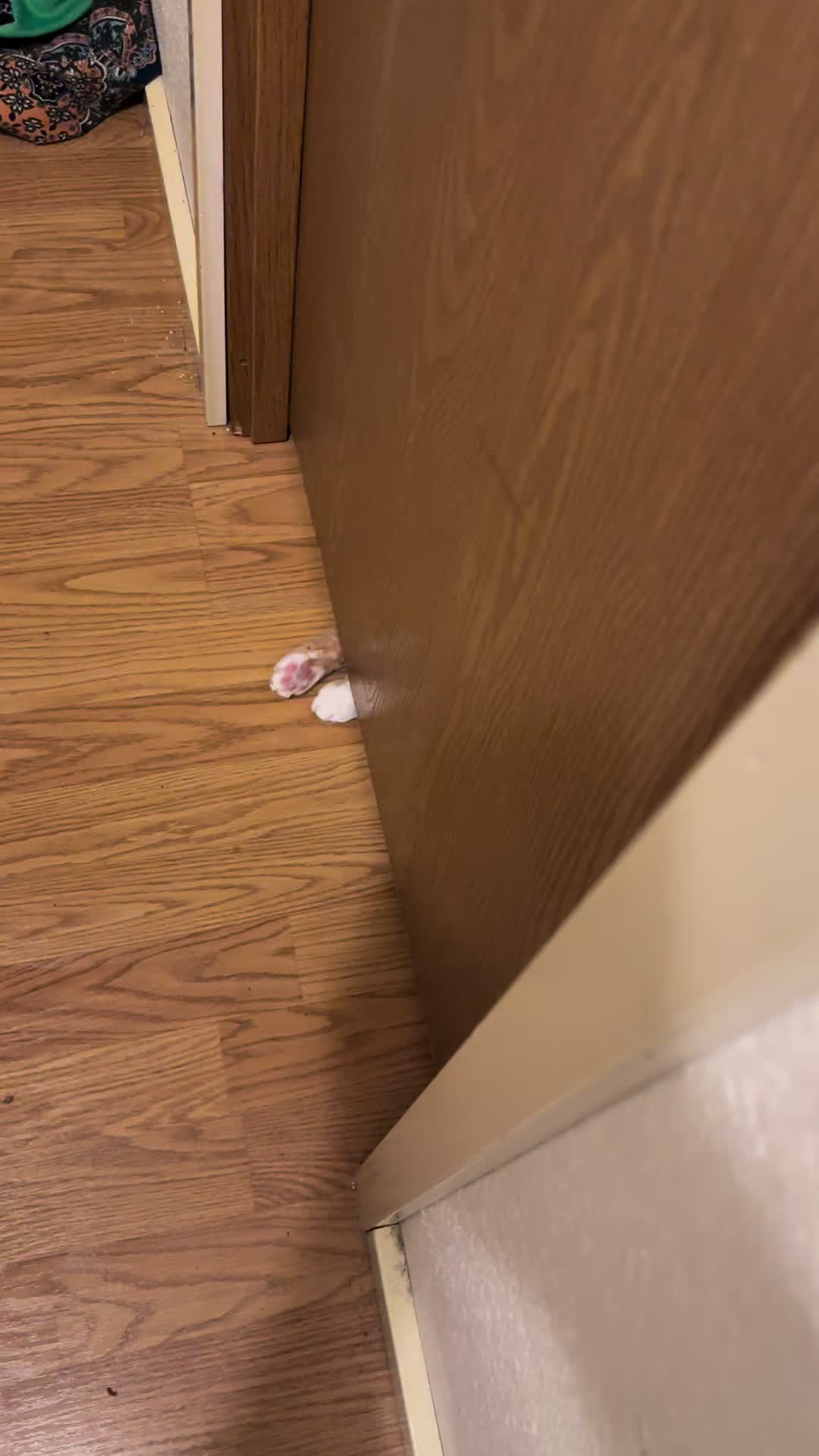 @lazywitch66