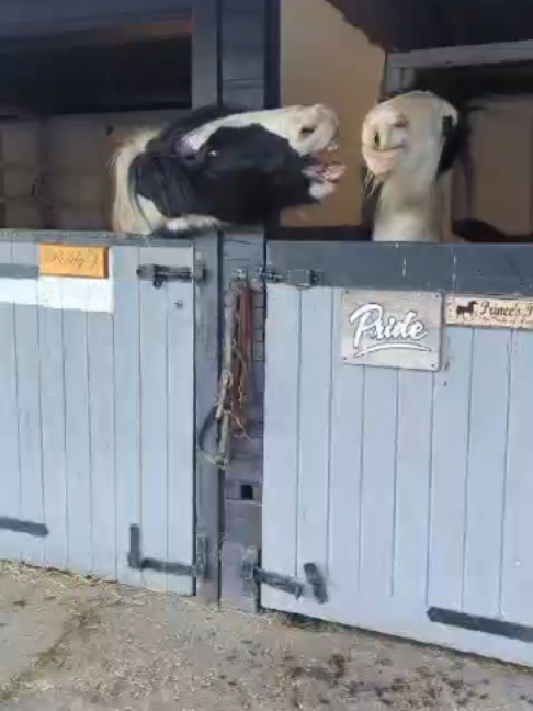 @Horses TikTok