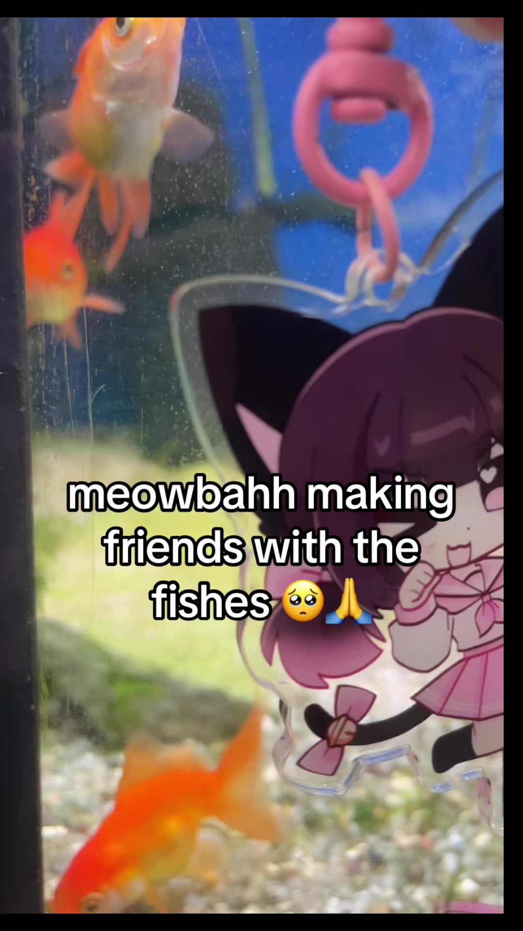 @kawaiicat_girl🎀🪽