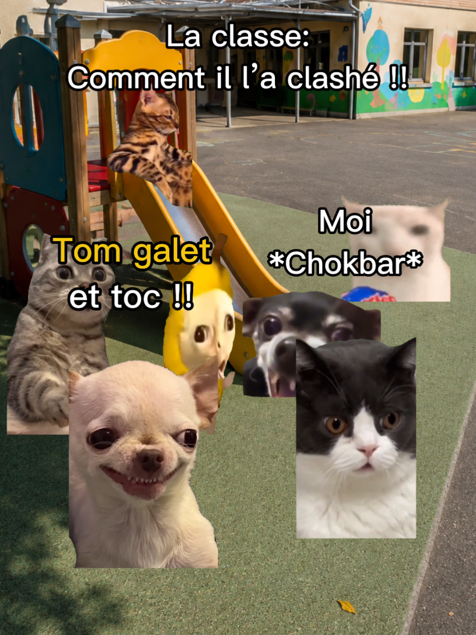 @shorts2chat 😽