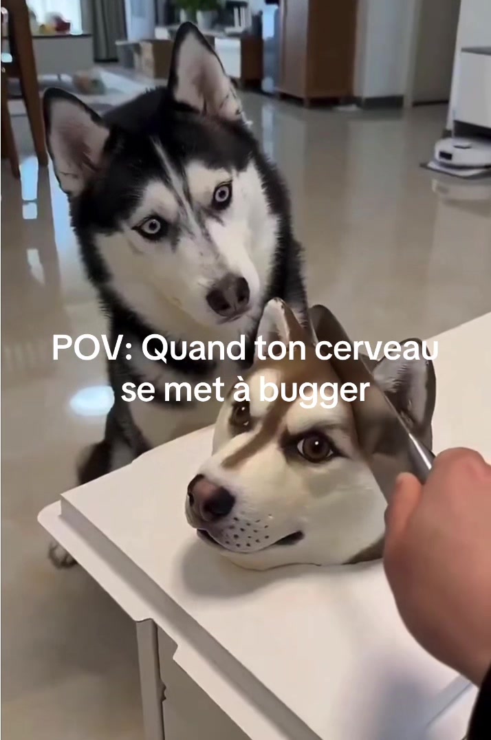 @Drôle de bête 😜