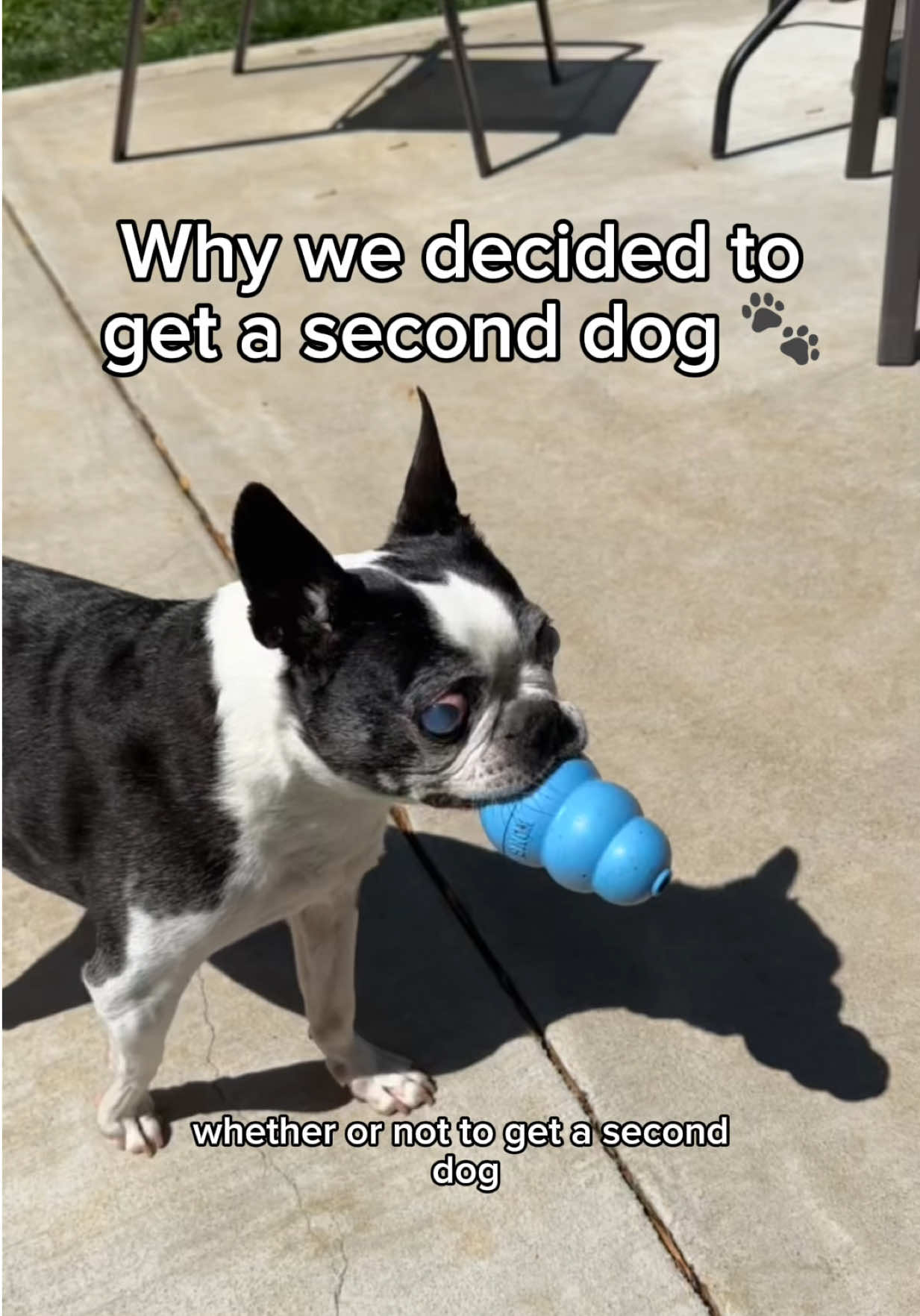 @Adopt a Pet