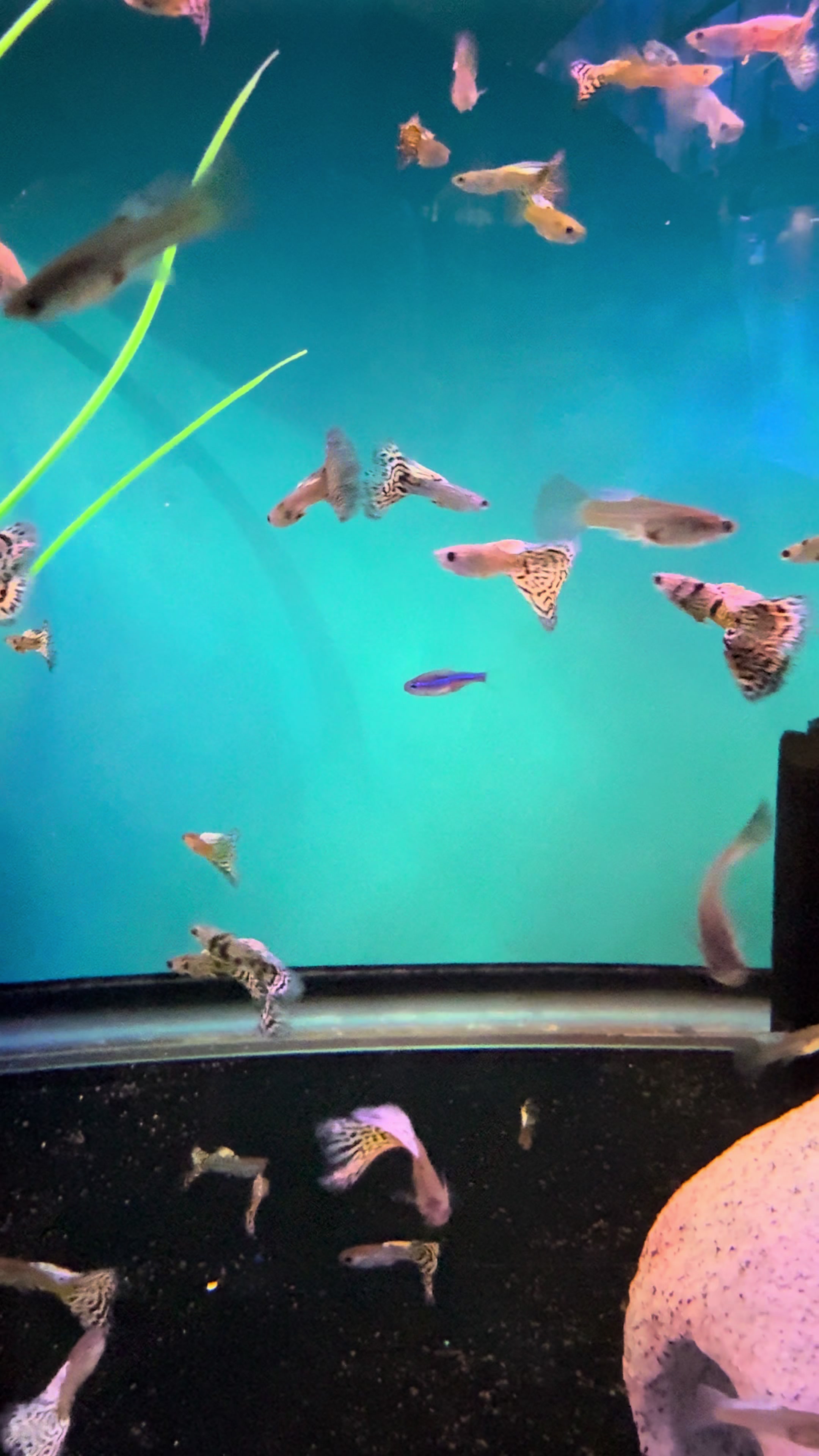 @epicfishnetwork