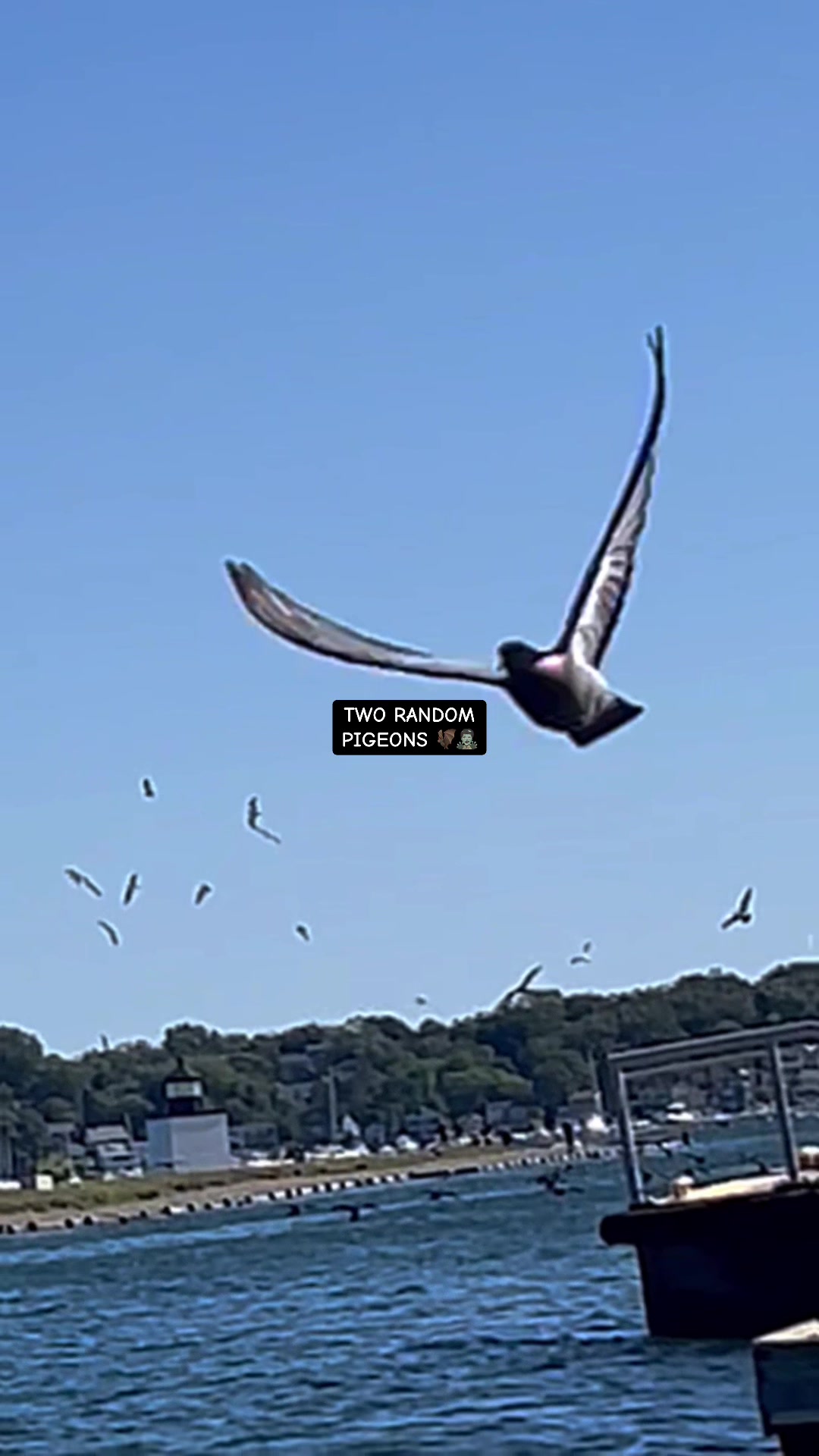 @Dolphineyes