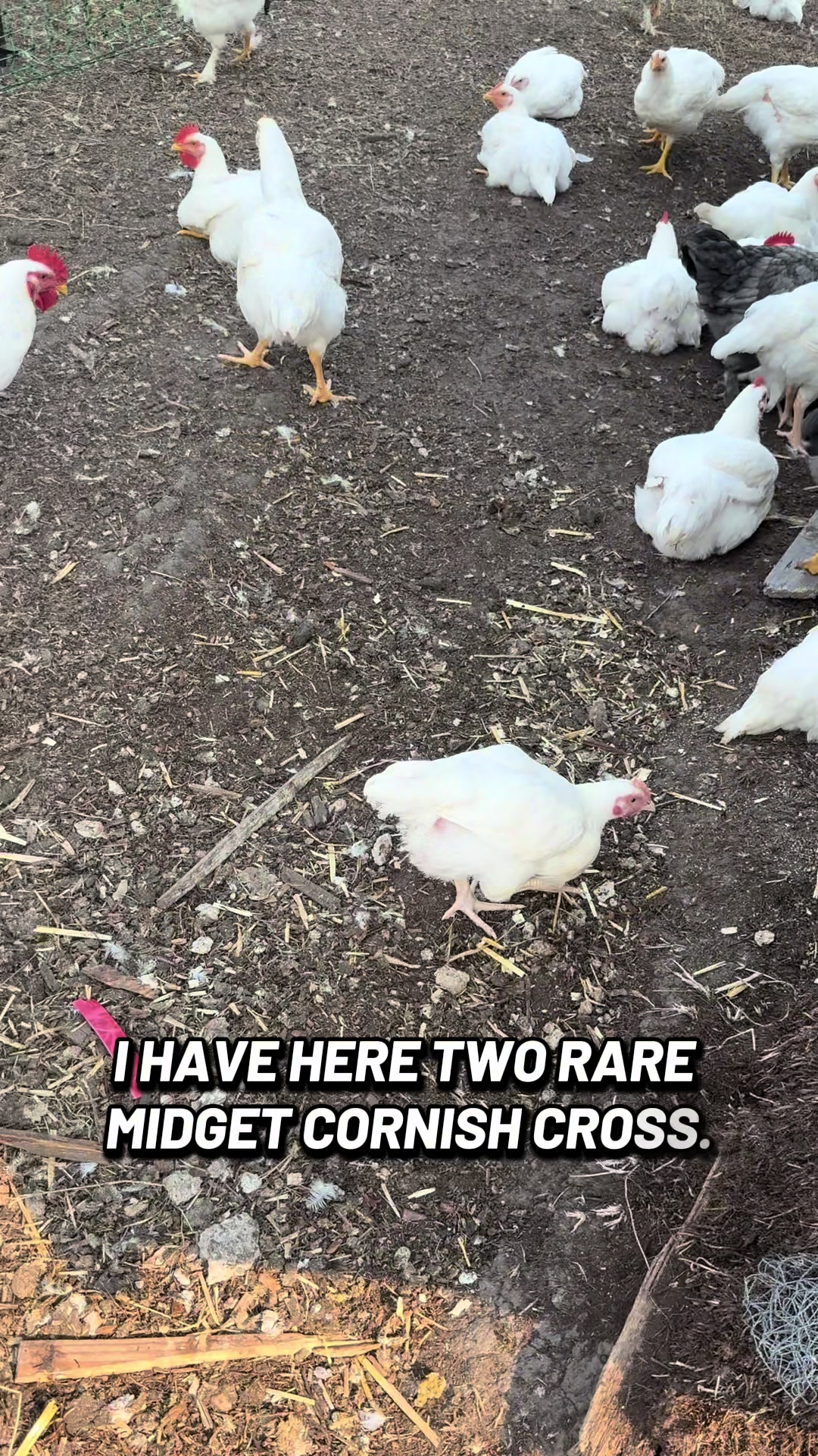 @FarmGirlRenee