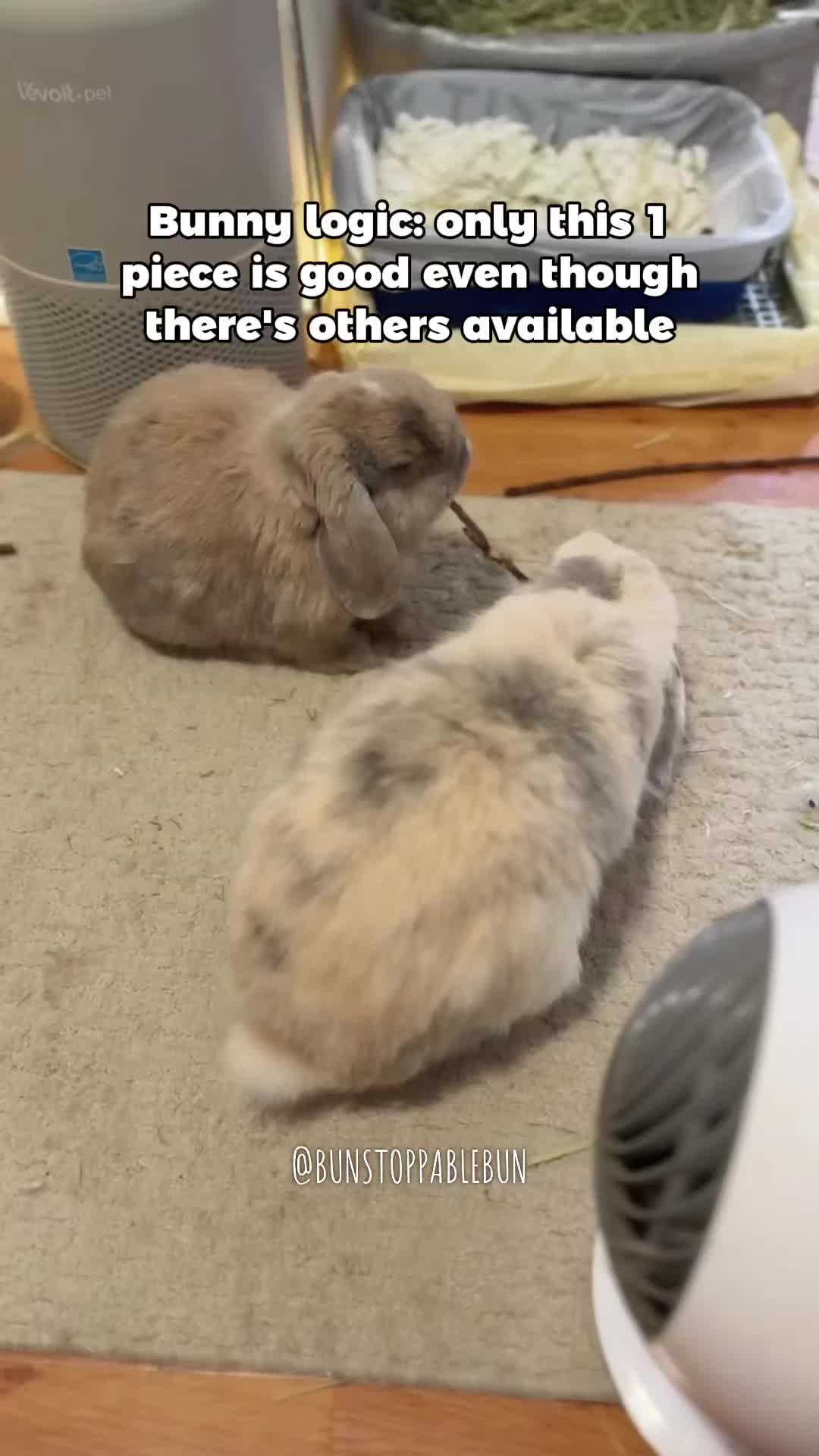 @BunBun, Mochi🌈, Chewy
