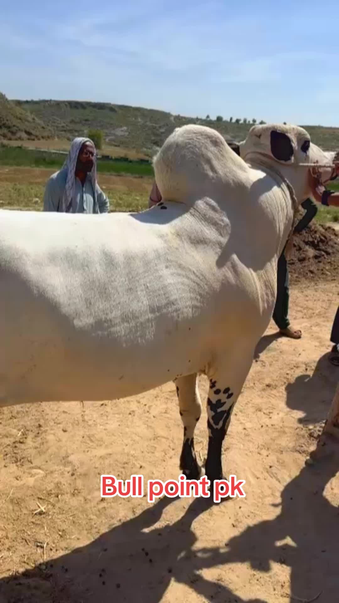@Bullpointpk_official