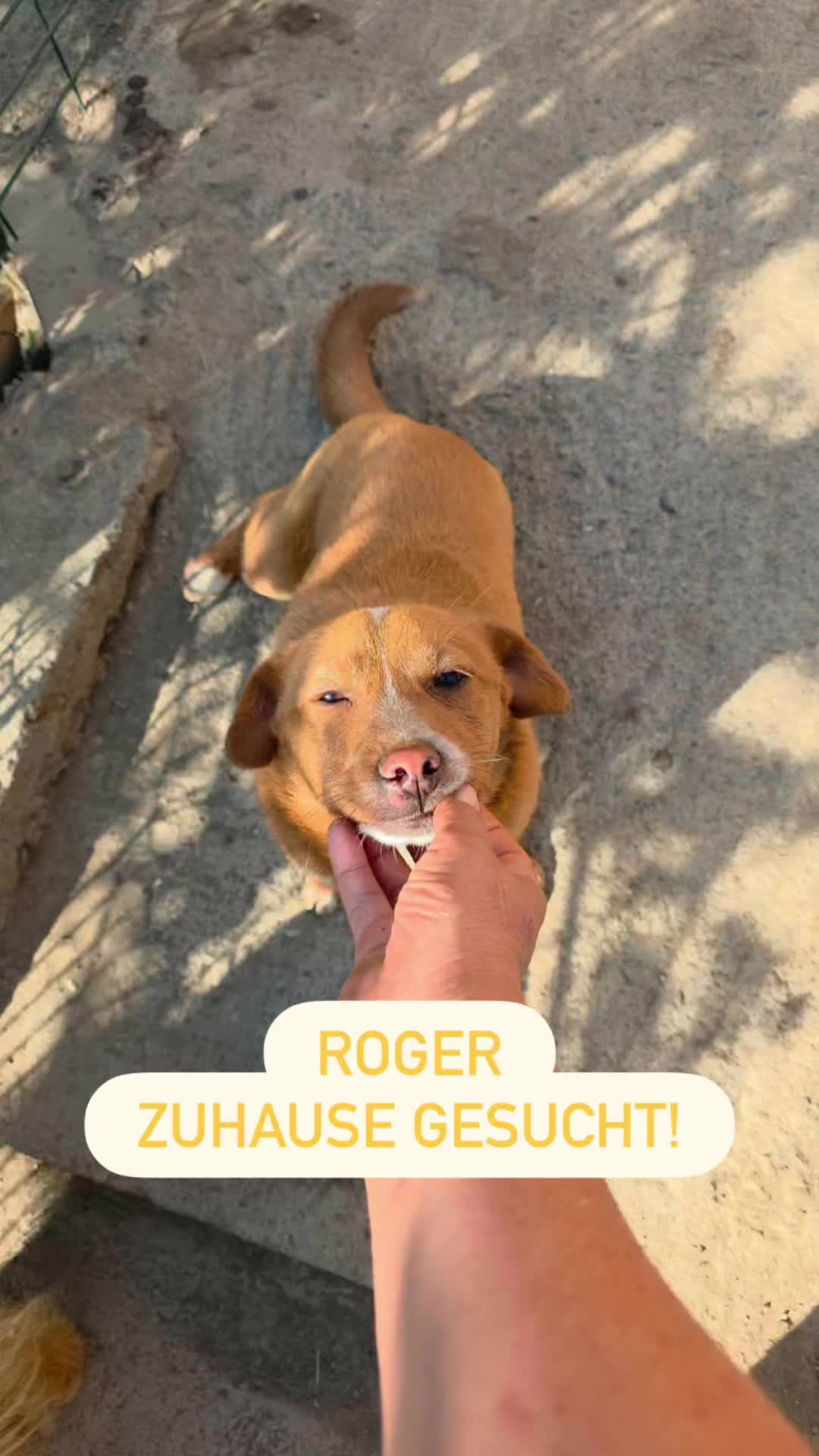 @Hundeherzkommando 🐾