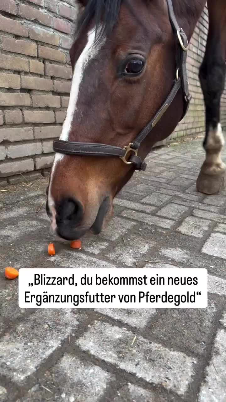 @ne.horses