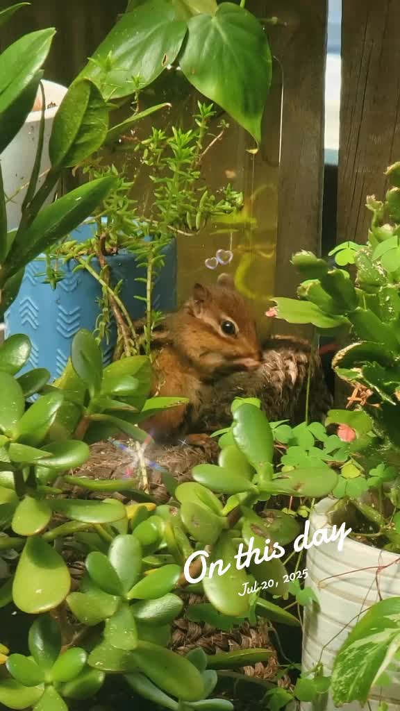 @✨️🌱lisa&bull;lila🌱✨️