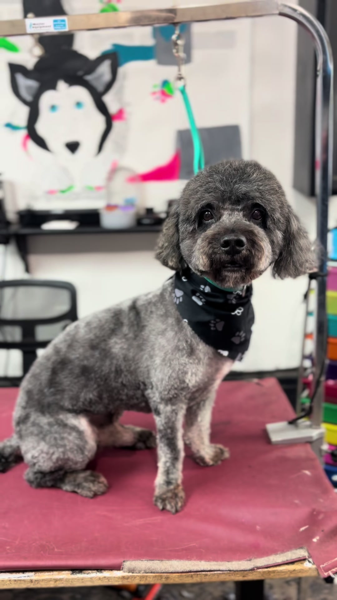 @PRETTY PAWS FURRY SALON🐾💜