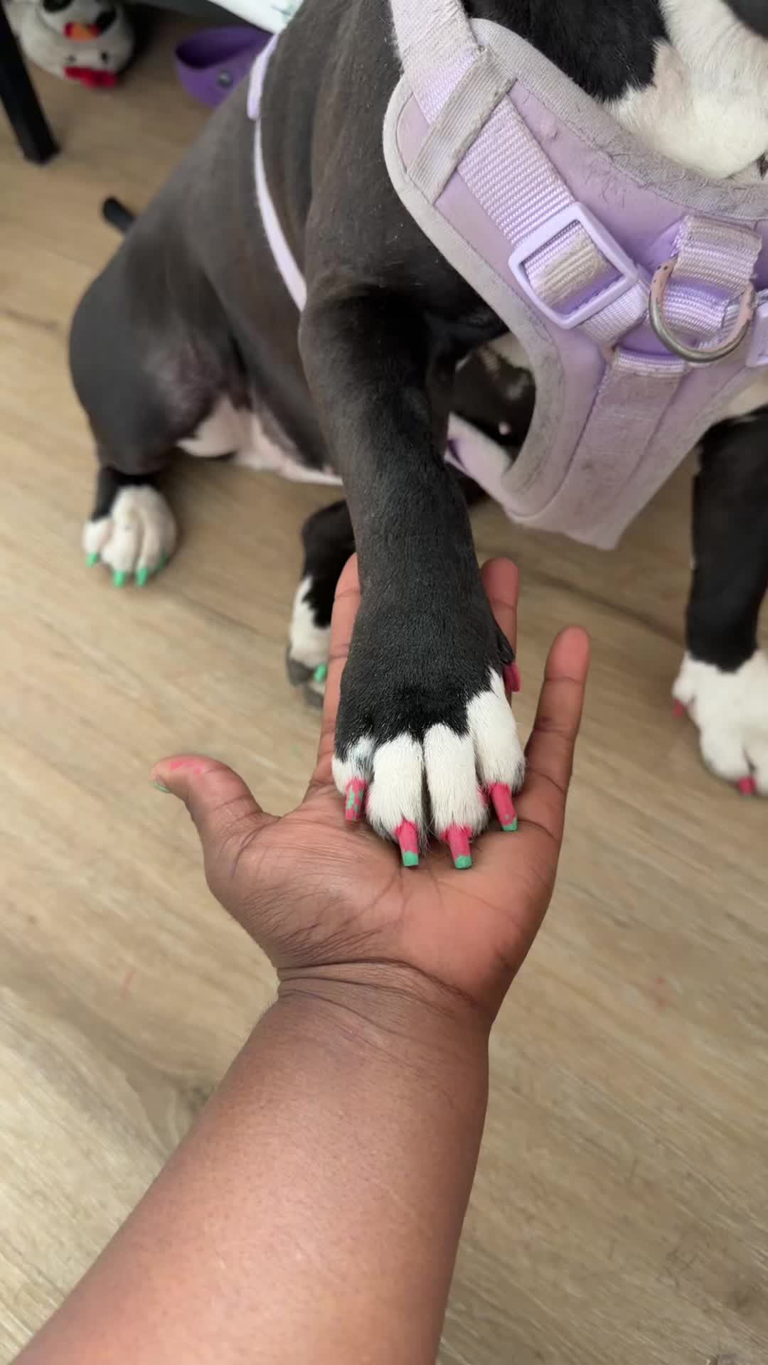 @Nyla.da.Staffy