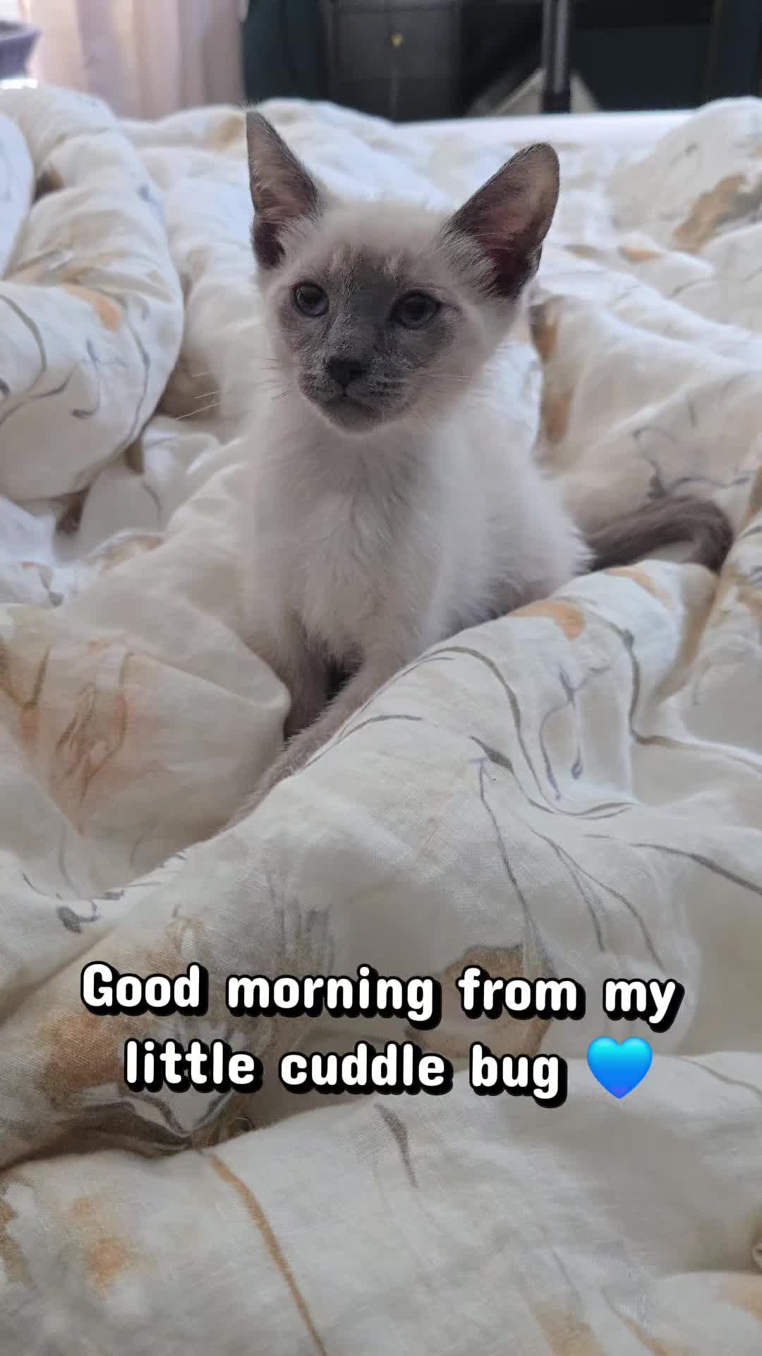 @Brittany's Beauties Kittens