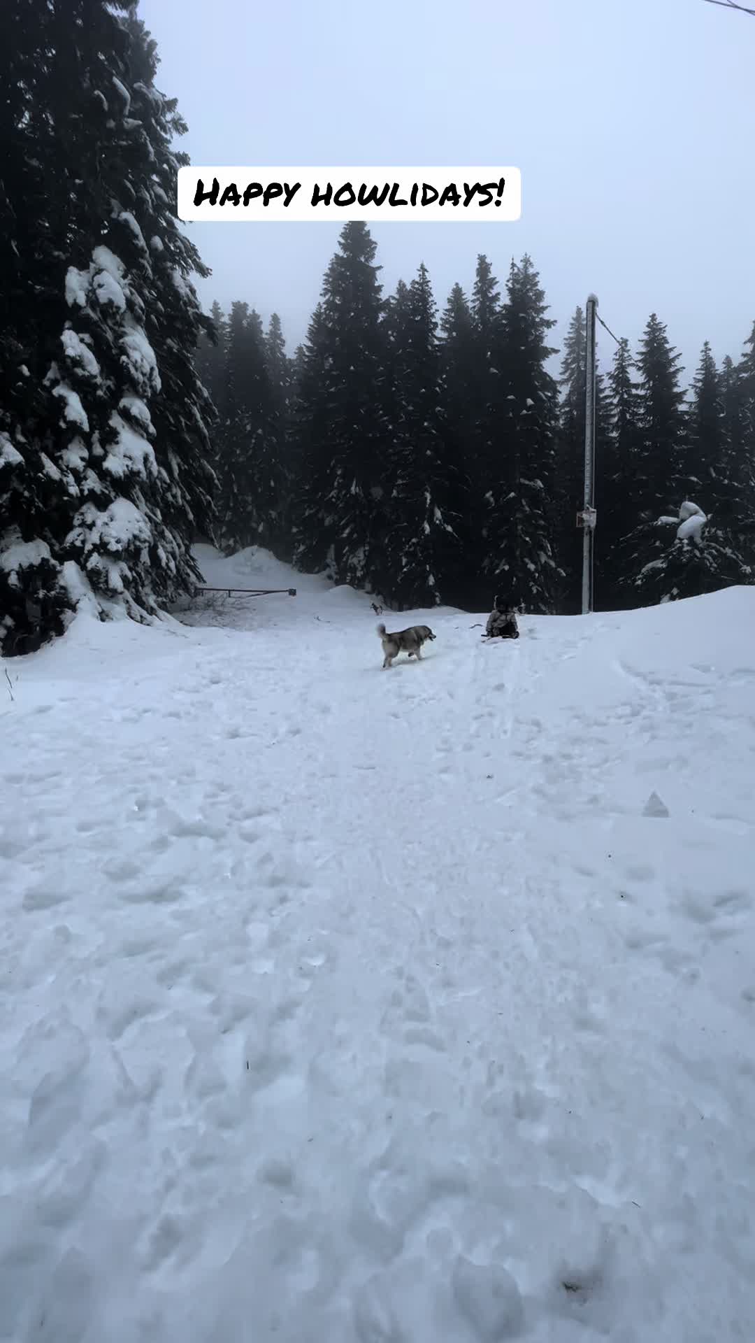 @wolfieworkingdogs