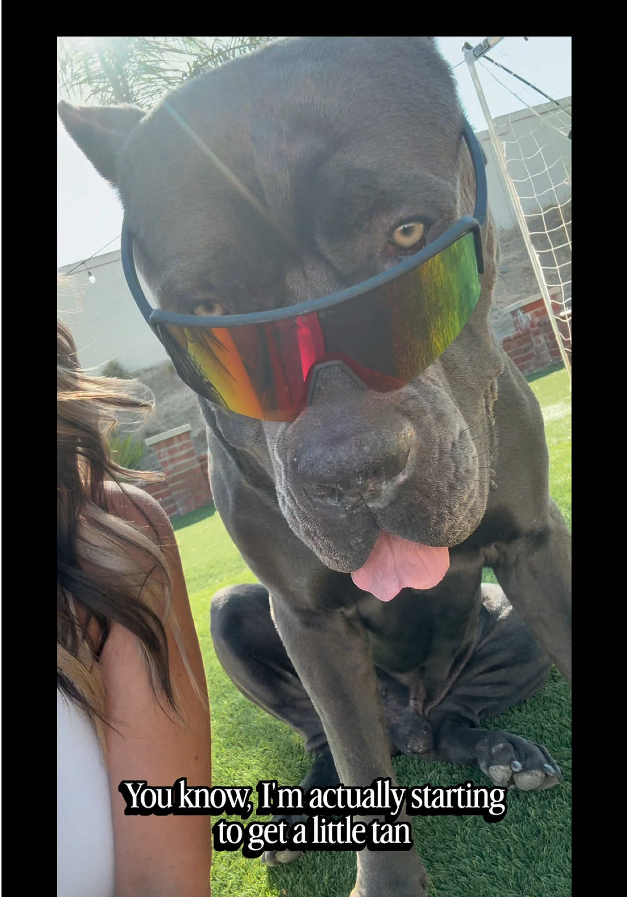 @Alistair the Cane Corso
