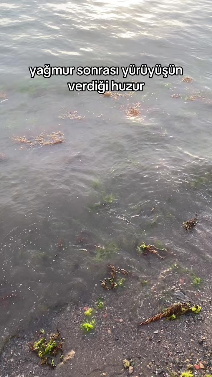@aglaoneema