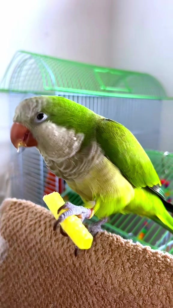 @Charlie🦜