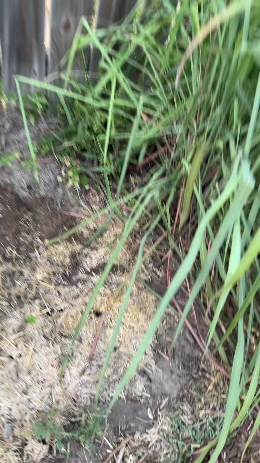 @themagicvalleygardener