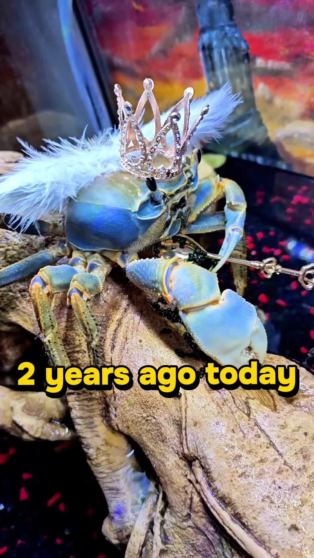 @Howie The Crab