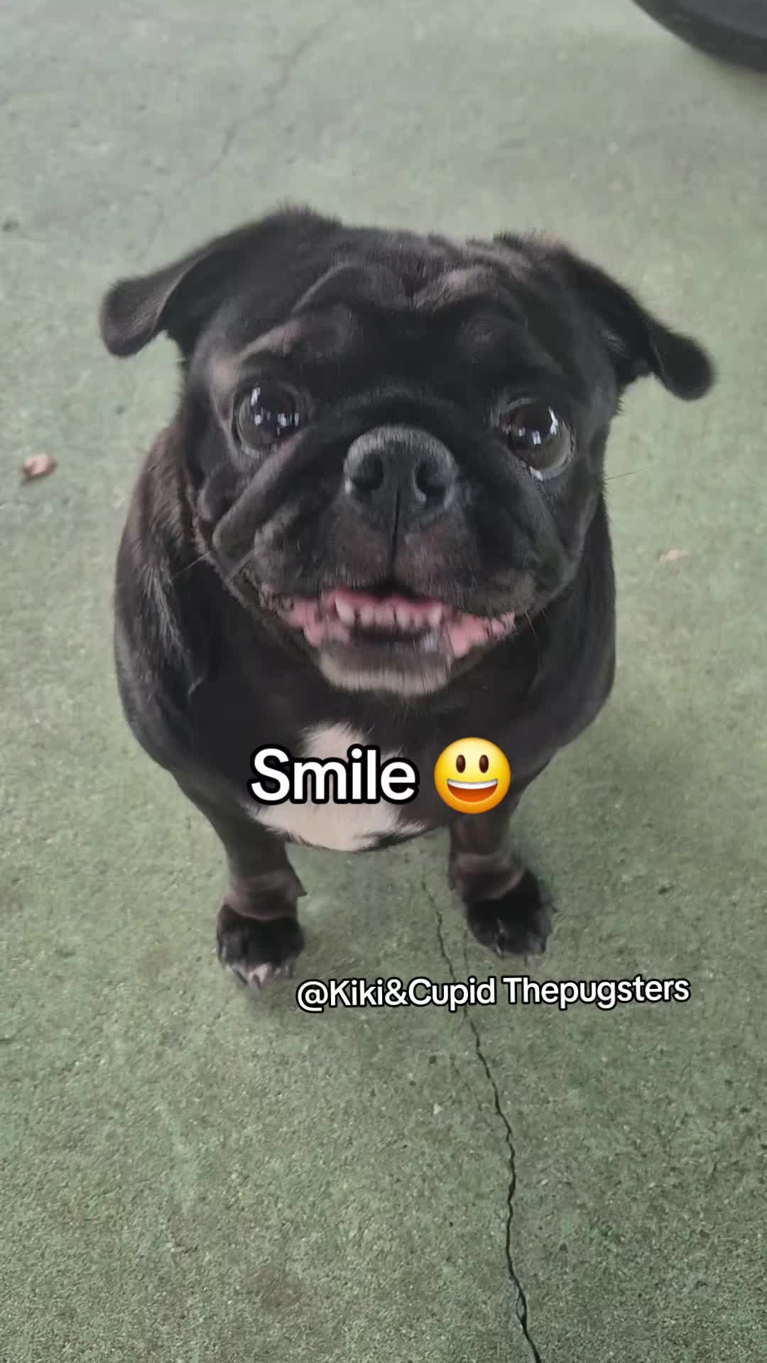 @Kiki&Cupid Thepugster