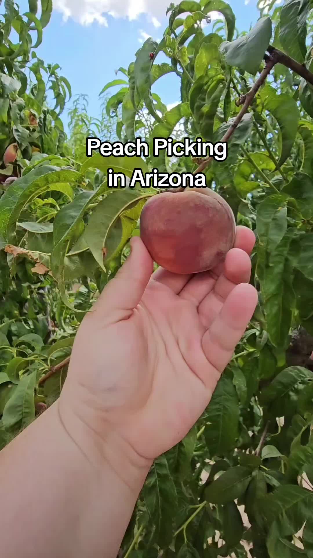 @letthemeatthis