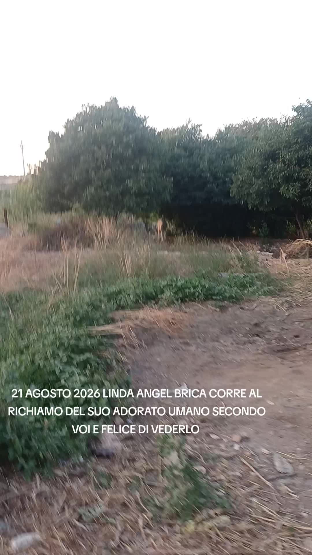 @ENZO CAVALIERI