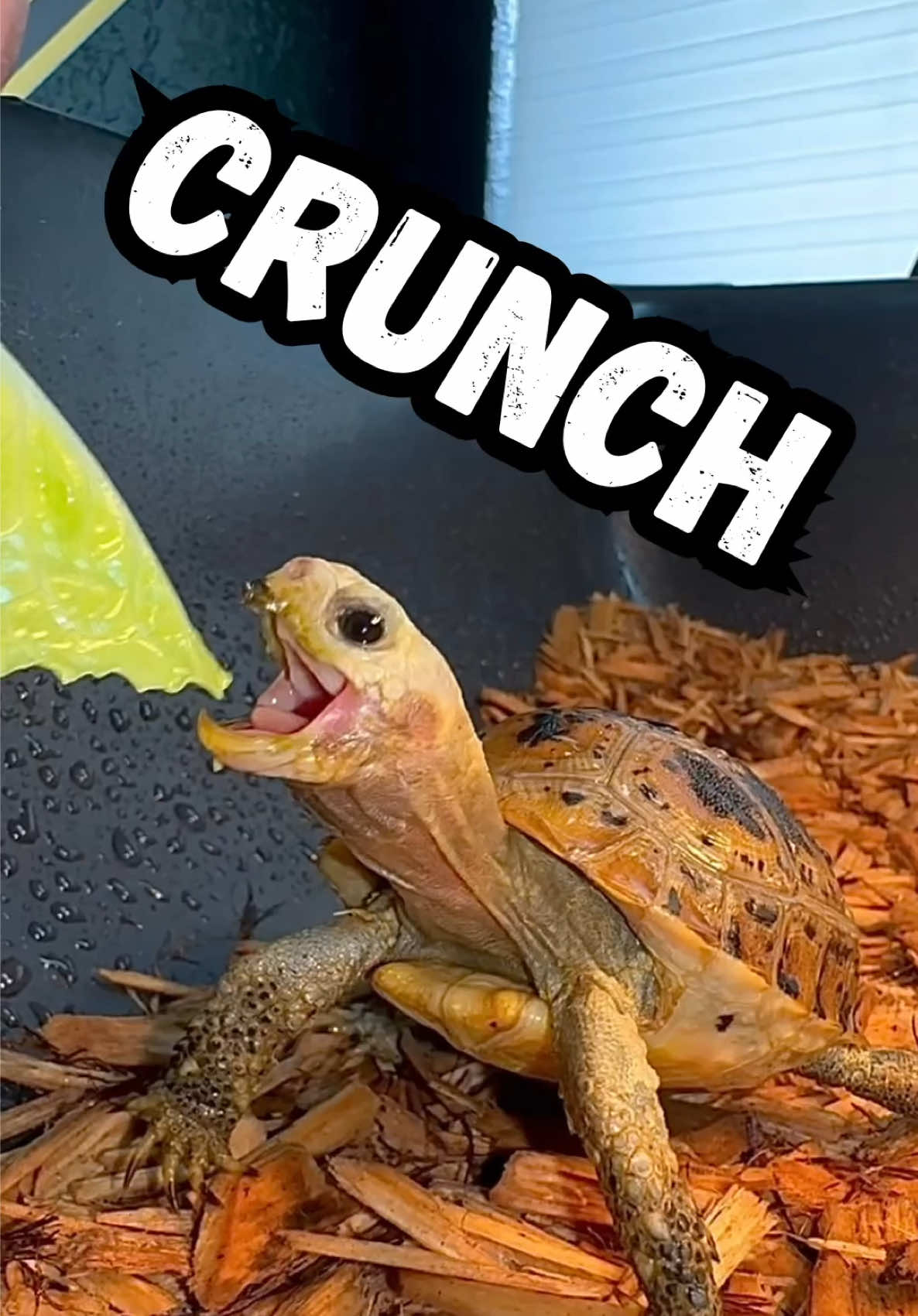 @Tommys_reptiles