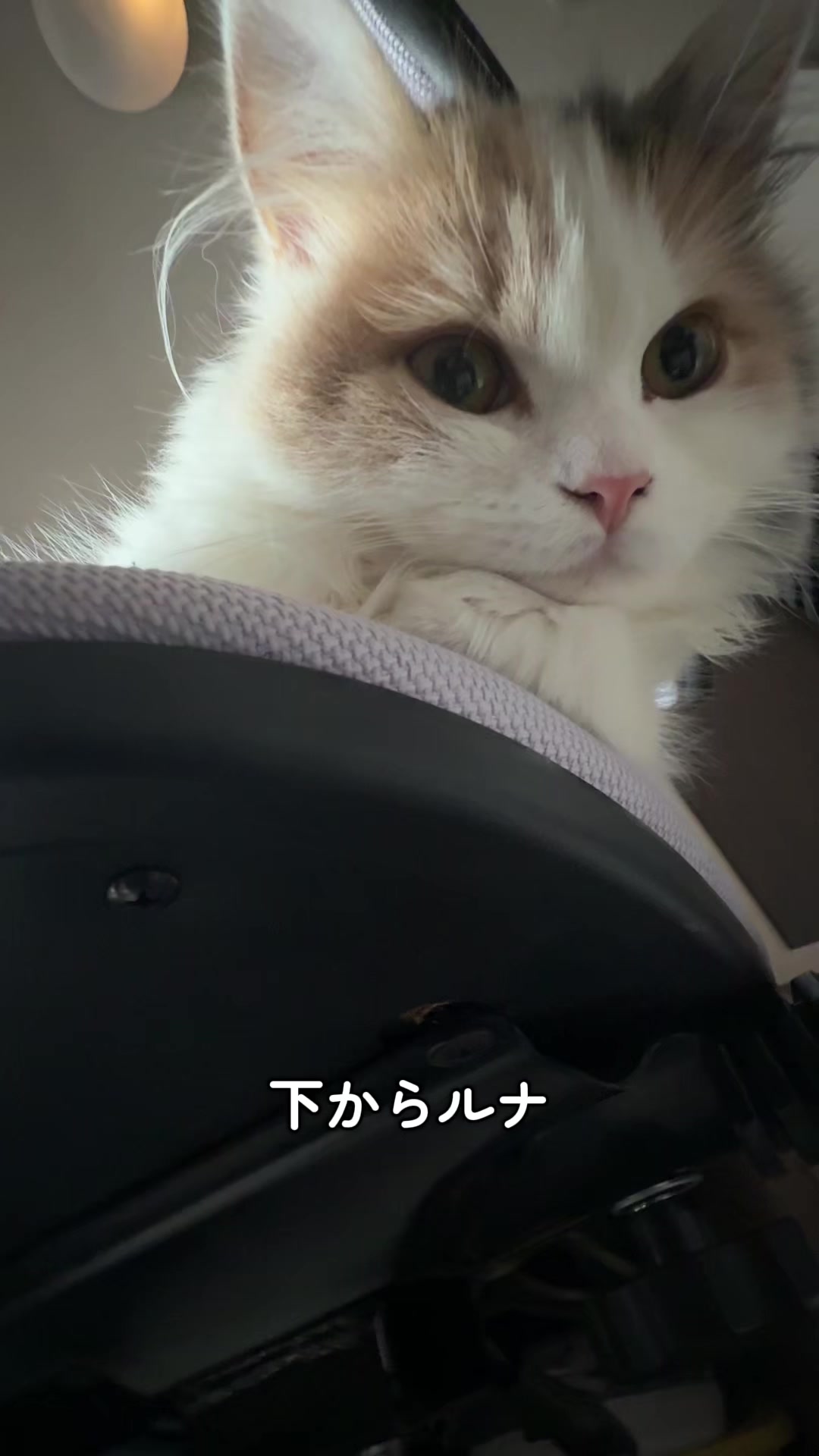 @ねこ日記