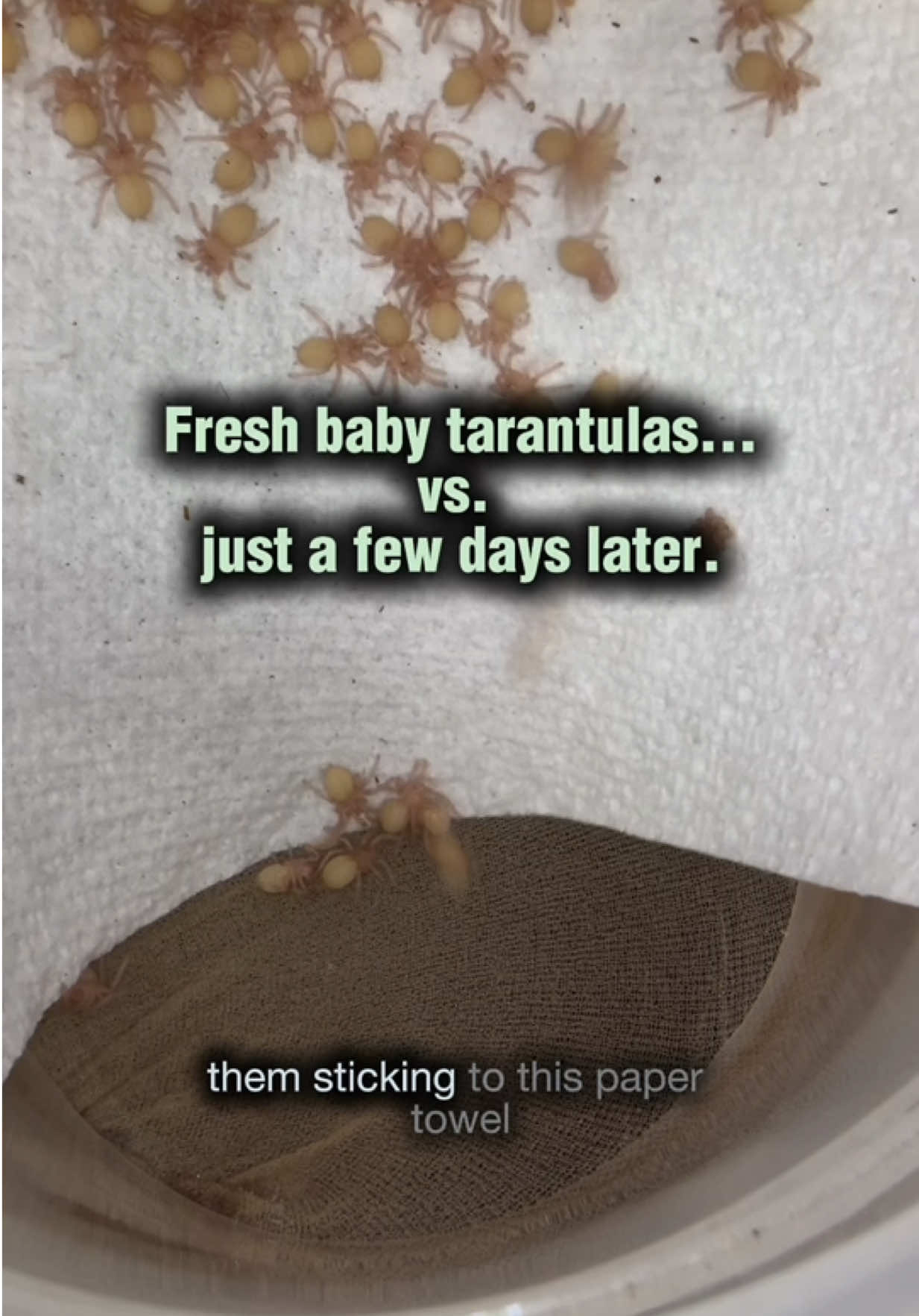 @Spider Conservatory