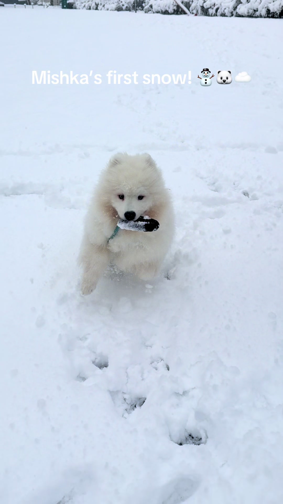 @Mishka the Samoyed
