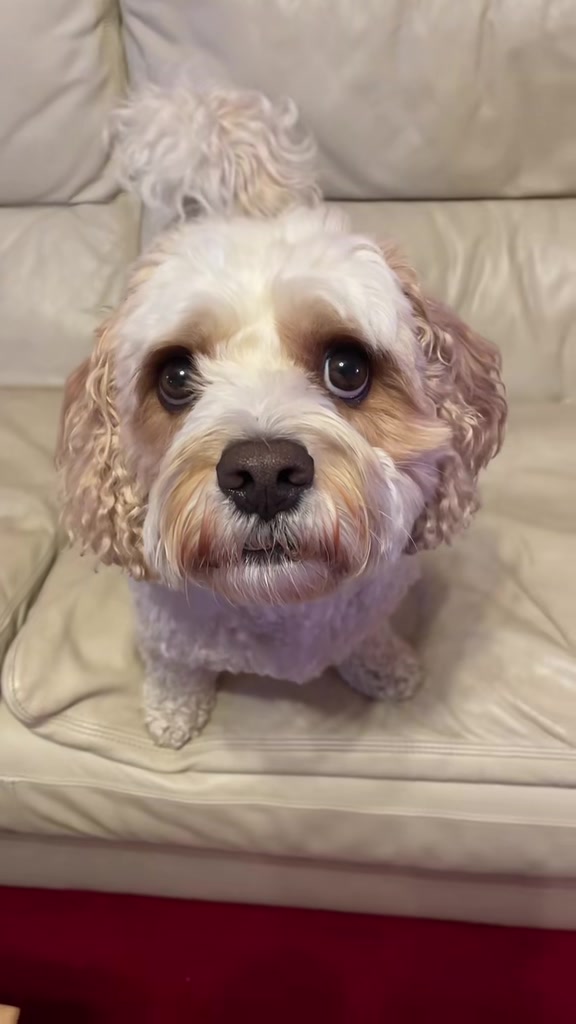 @My Cavachon