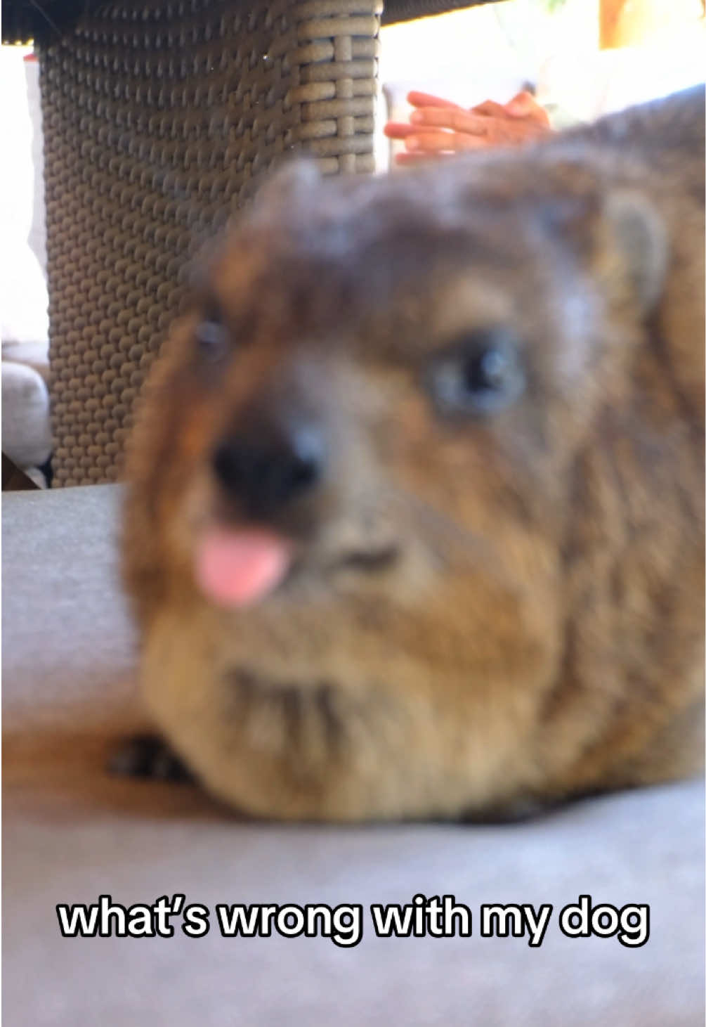 @Hyraxhub
