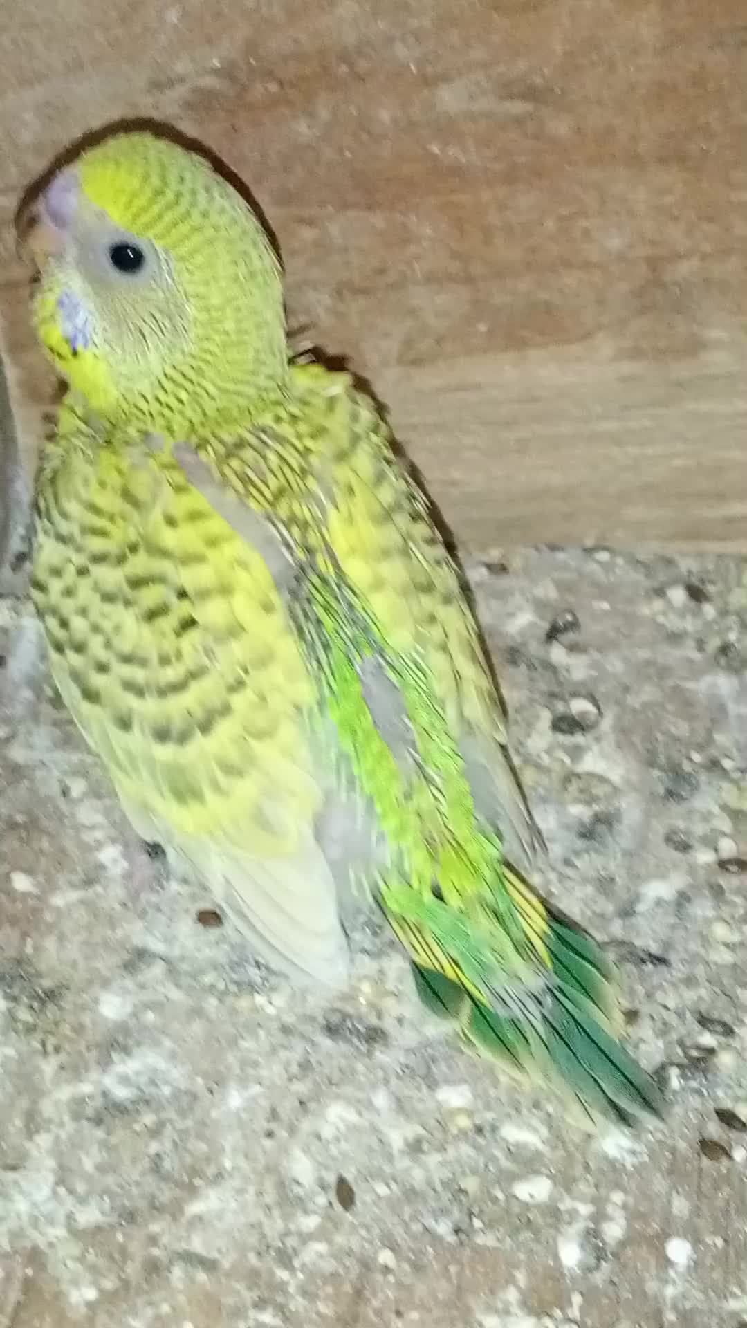 @AviarioRey45🇲🇽