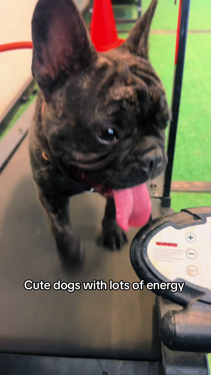 @Tactical K9s Dog Training