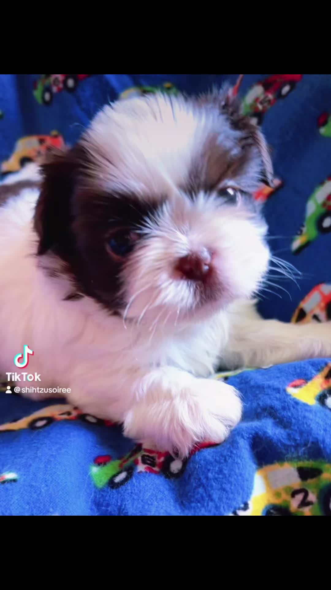 @SHIHTZU SOIRÉE