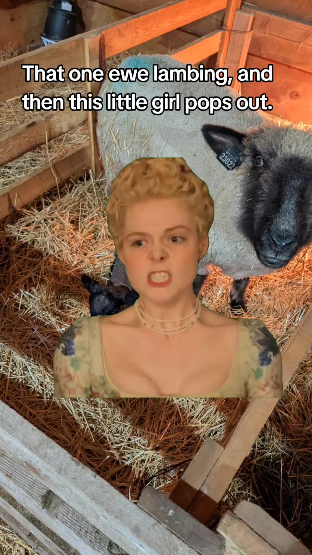 @Skinner Show Lambs