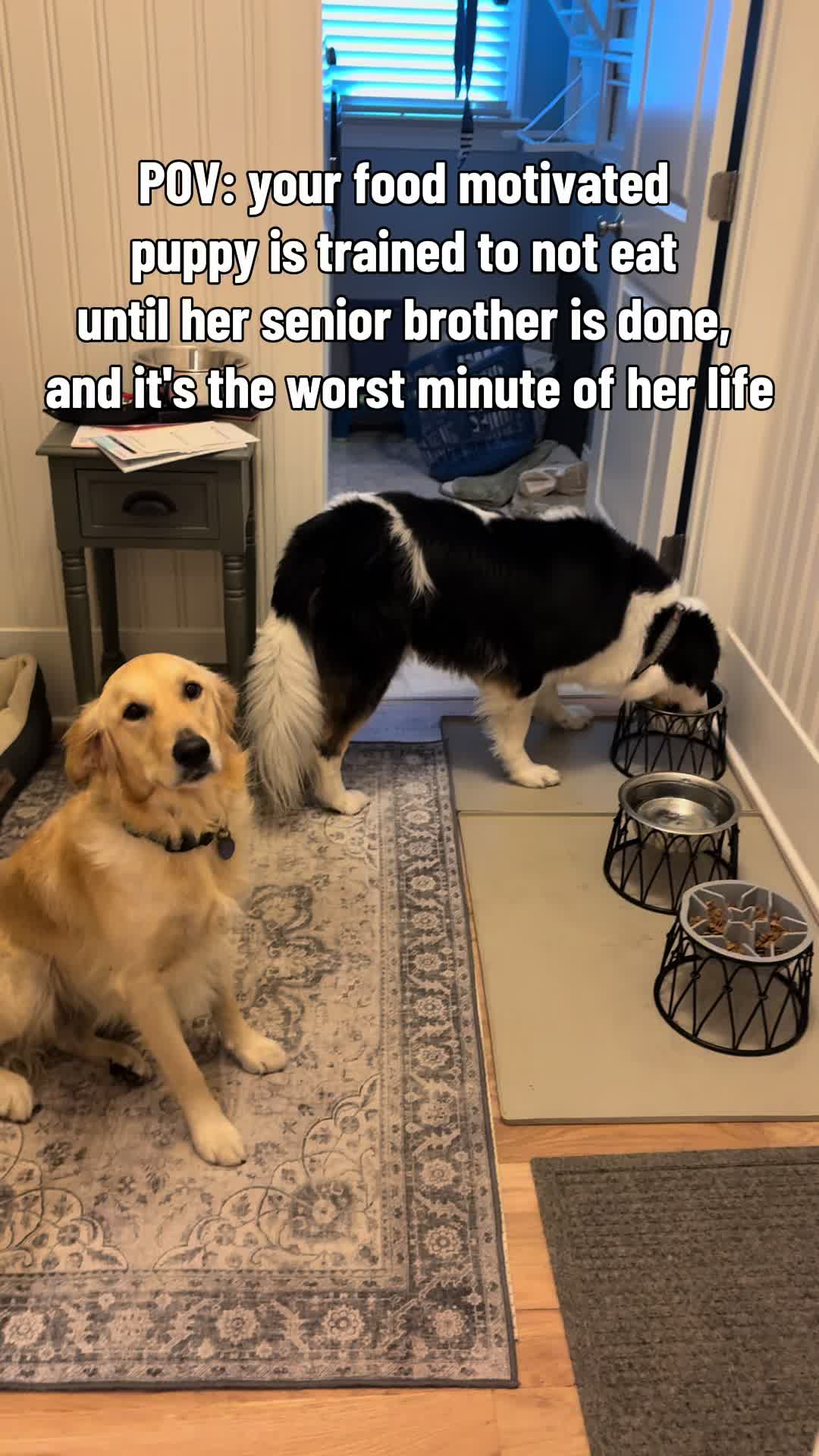 @thatweirdanimalgirl