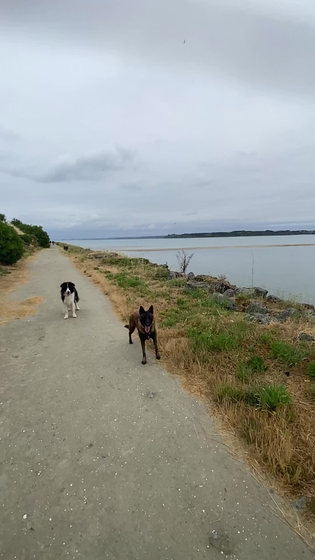 @PacoPacoPaco_le_chien