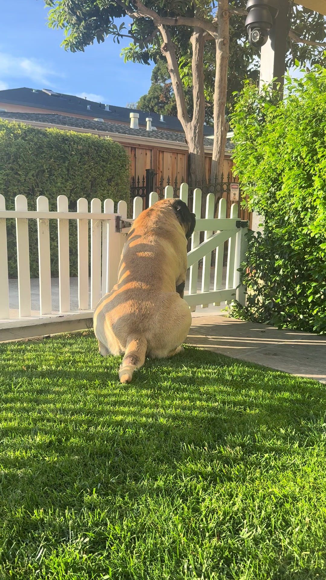 @Fronkythemastiff