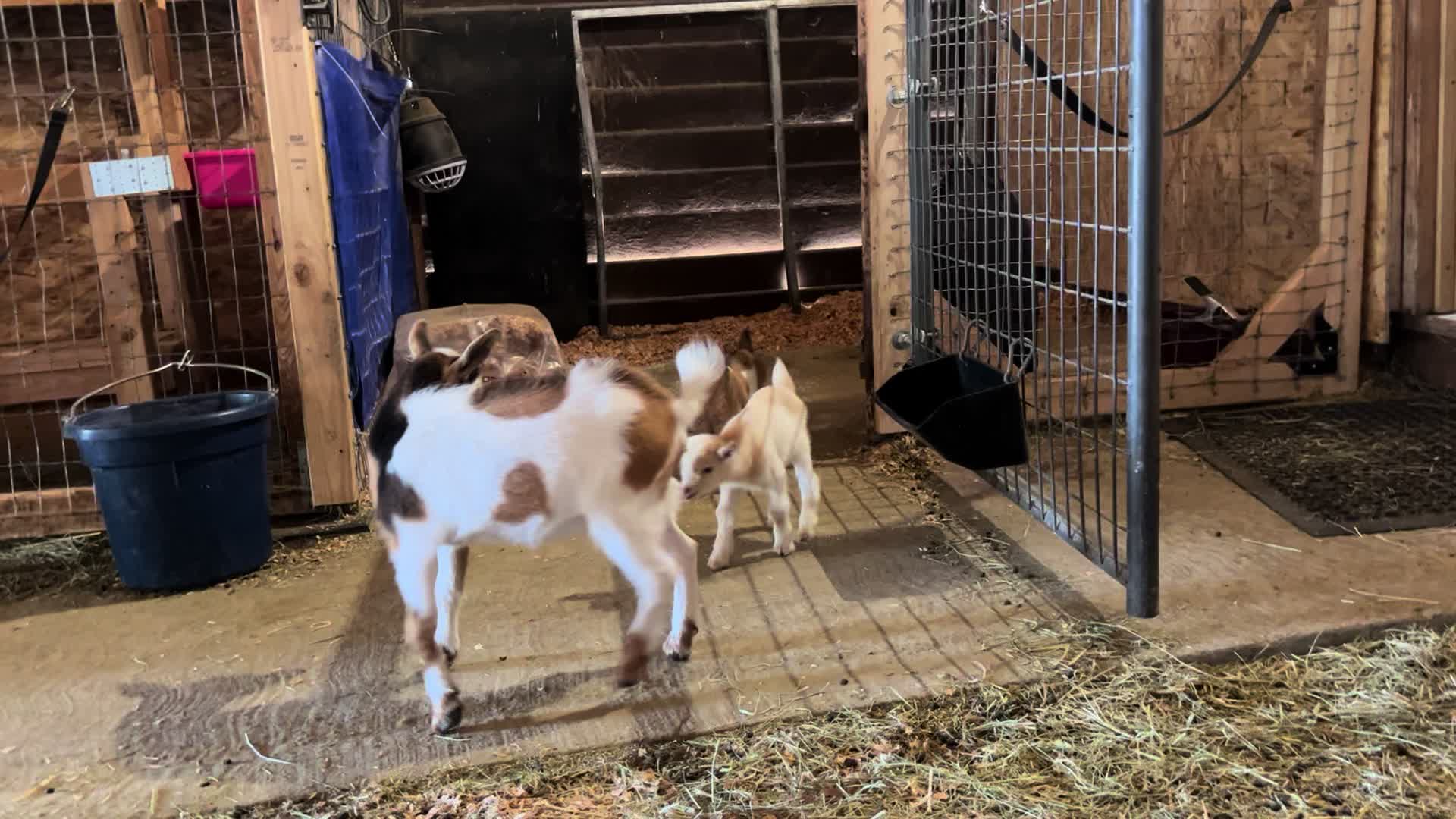 @WollamFarm