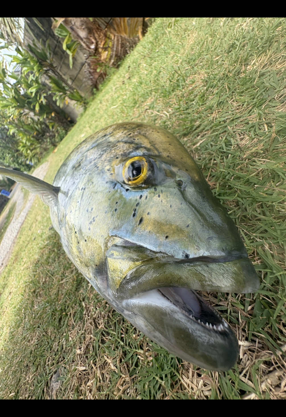 @fishmason