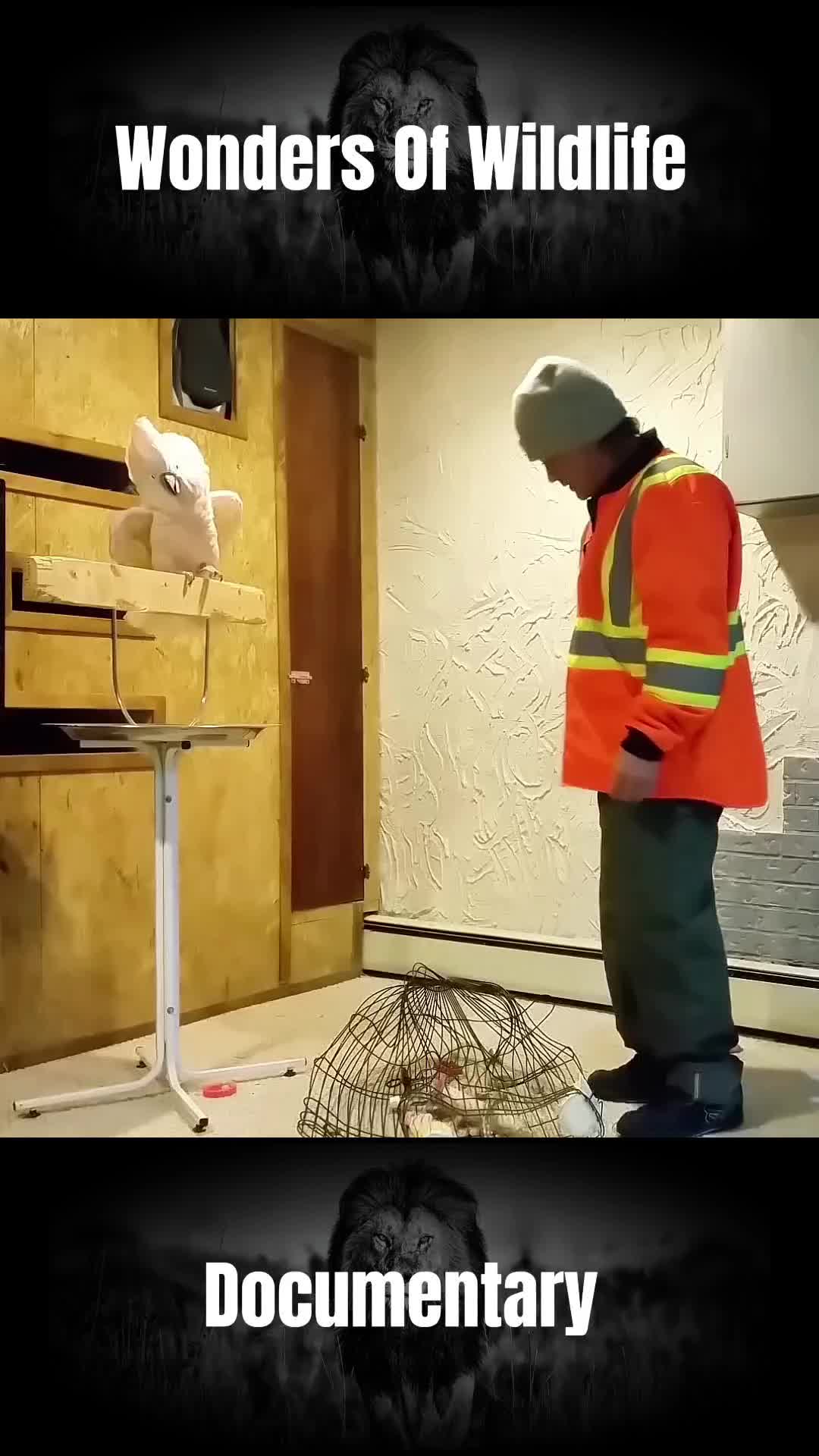 @𝐀𝐧𝐢𝐦𝐚𝐥𝐬 𝐋𝐢𝐟𝐞